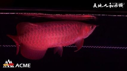 超級紅龍魚關燈后不紅：為什么超級紅龍魚關燈后不紅？