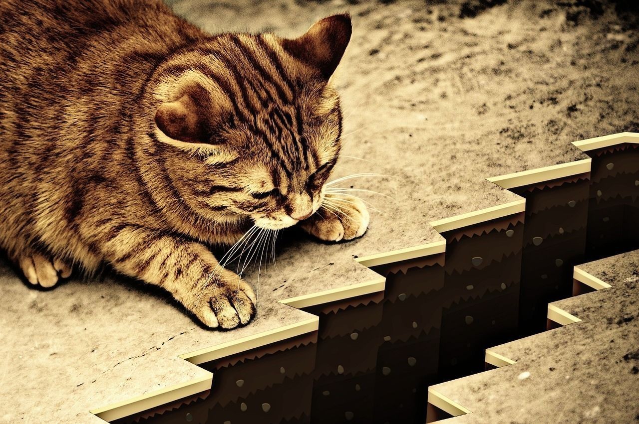 紅龍魚綠底（紅龍魚綠底好還是藍底好）