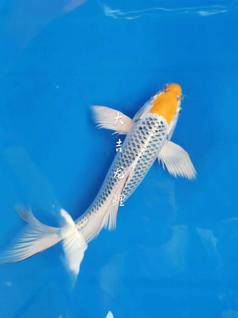 如何找到高清的龍鳳魚圖片？ 如何找到高清的龍鳳魚圖片？ 龍魚百科 第5張