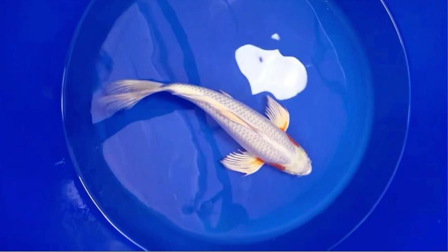 如何找到高清的龍鳳魚圖片？ 如何找到高清的龍鳳魚圖片？ 龍魚百科 第13張