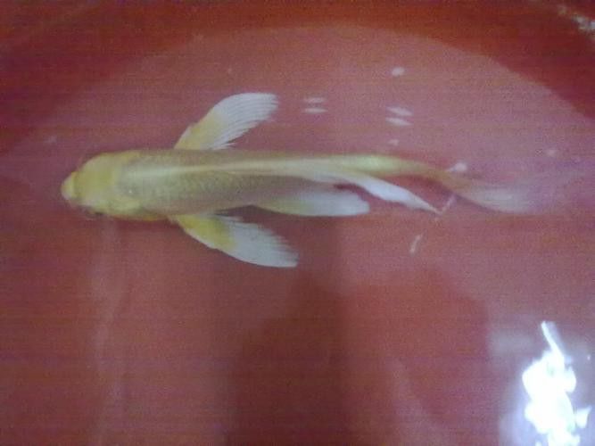如何找到高清的龍鳳魚圖片？ 如何找到高清的龍鳳魚圖片？ 龍魚百科 第12張