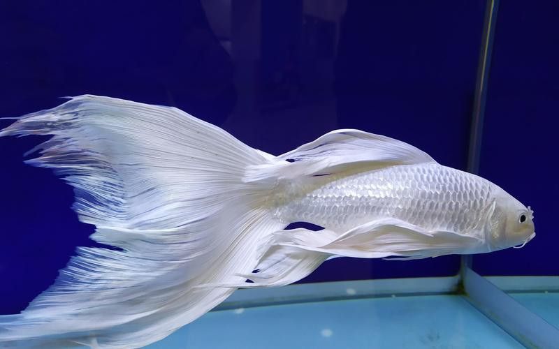 如何找到高清的龍鳳魚圖片？ 如何找到高清的龍鳳魚圖片？ 龍魚百科 第10張