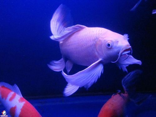 如何找到高清的龍鳳魚圖片？ 如何找到高清的龍鳳魚圖片？ 龍魚百科 第23張