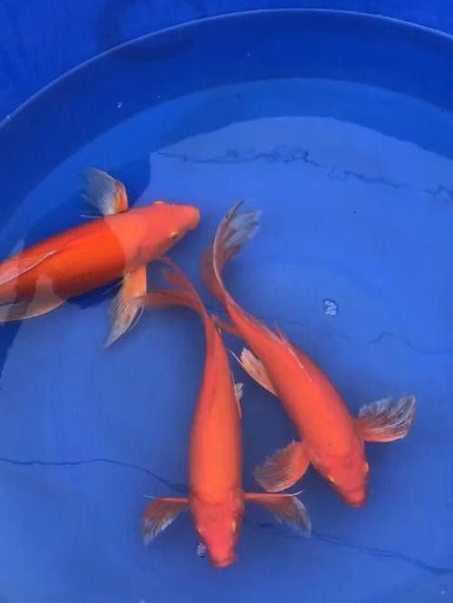 如何找到高清的龍鳳魚圖片？ 如何找到高清的龍鳳魚圖片？ 龍魚百科 第19張
