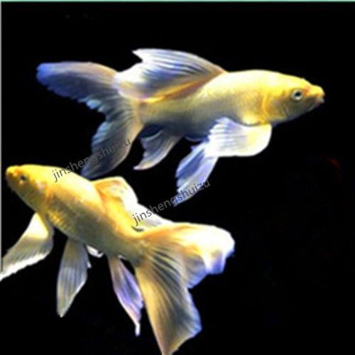 如何找到高清的龍鳳魚圖片？ 如何找到高清的龍鳳魚圖片？ 龍魚百科 第26張