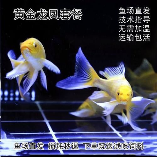如何找到高清的龍鳳魚圖片？ 如何找到高清的龍鳳魚圖片？ 龍魚百科 第29張