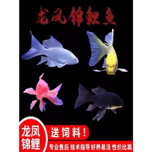 如何找到高清的龍鳳魚圖片？ 如何找到高清的龍鳳魚圖片？ 龍魚百科 第25張