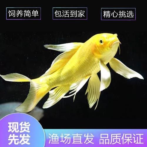 如何找到高清的龍鳳魚圖片？ 如何找到高清的龍鳳魚圖片？ 龍魚百科 第28張