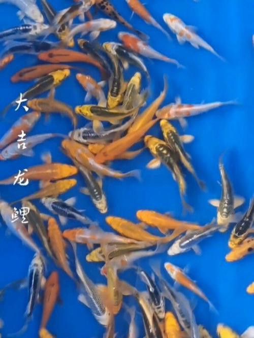 如何找到高清的龍鳳魚圖片？ 如何找到高清的龍鳳魚圖片？ 龍魚百科 第27張