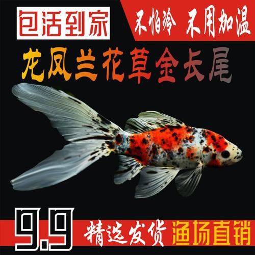 如何找到高清的龍鳳魚圖片？ 如何找到高清的龍鳳魚圖片？ 龍魚百科 第24張