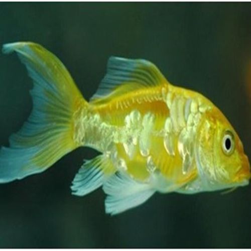 如何找到高清的龍鳳魚圖片？ 如何找到高清的龍鳳魚圖片？ 龍魚百科 第30張