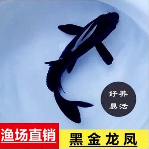 如何找到高清的龍鳳魚圖片？ 如何找到高清的龍鳳魚圖片？ 龍魚百科 第36張