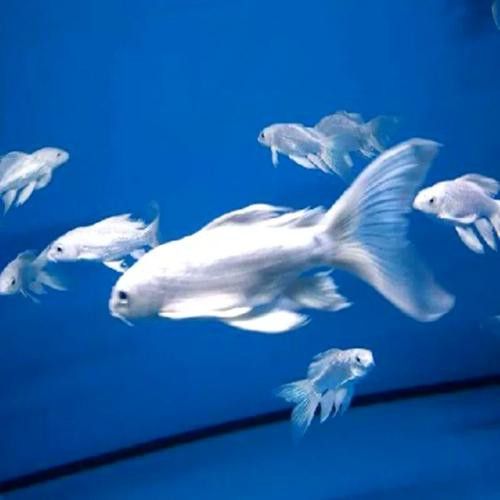 如何找到高清的龍鳳魚圖片？ 如何找到高清的龍鳳魚圖片？ 龍魚百科 第37張
