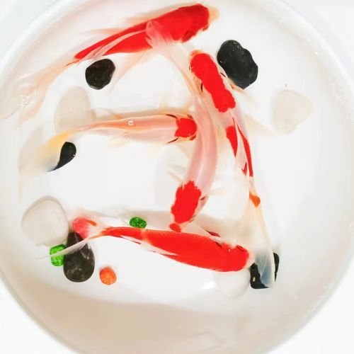 如何找到高清的龍鳳魚圖片？ 如何找到高清的龍鳳魚圖片？ 龍魚百科 第38張