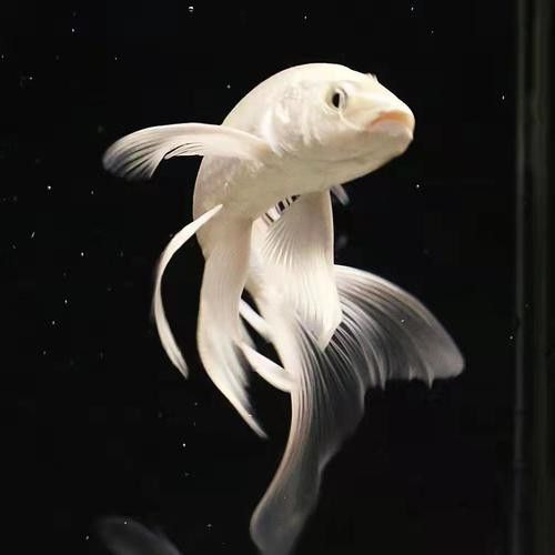 如何找到高清的龍鳳魚圖片？ 如何找到高清的龍鳳魚圖片？ 龍魚百科 第34張
