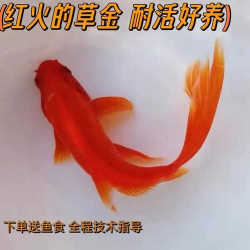 如何找到高清的龍鳳魚圖片？ 如何找到高清的龍鳳魚圖片？ 龍魚百科 第32張