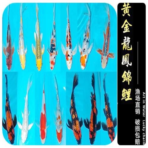如何找到高清的龍鳳魚圖片？ 如何找到高清的龍鳳魚圖片？ 龍魚百科 第45張