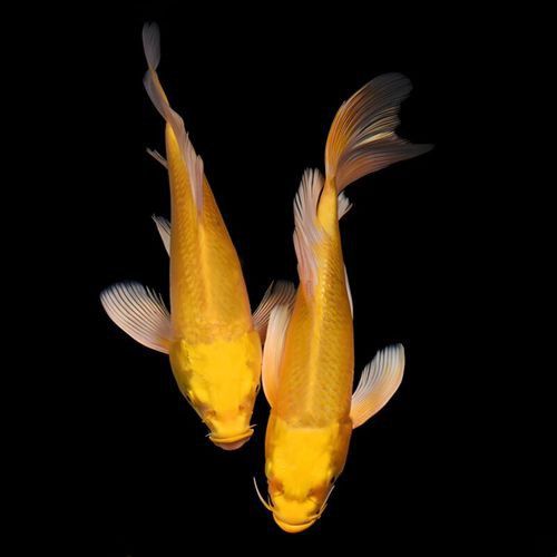 如何找到高清的龍鳳魚圖片？ 如何找到高清的龍鳳魚圖片？ 龍魚百科 第40張