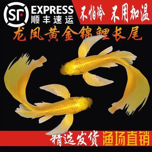 如何找到高清的龍鳳魚圖片？ 如何找到高清的龍鳳魚圖片？ 龍魚百科 第39張