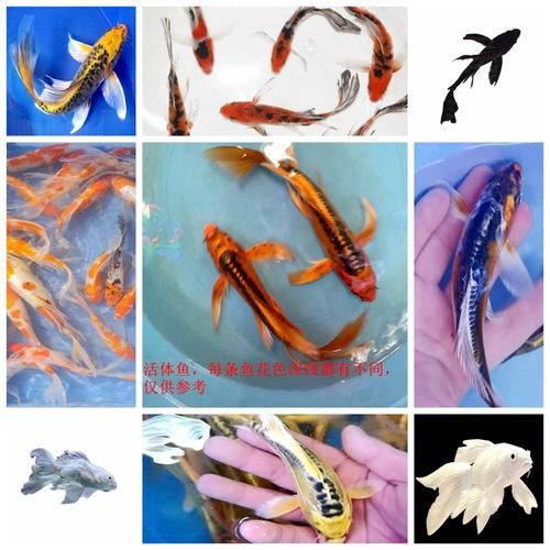 如何找到高清的龍鳳魚圖片？ 如何找到高清的龍鳳魚圖片？ 龍魚百科 第42張