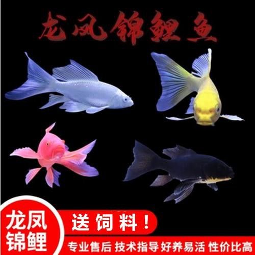 如何找到高清的龍鳳魚圖片？ 如何找到高清的龍鳳魚圖片？ 龍魚百科 第41張