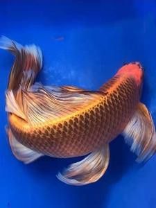 如何找到高清的龍鳳魚圖片？ 如何找到高清的龍鳳魚圖片？ 龍魚百科 第48張