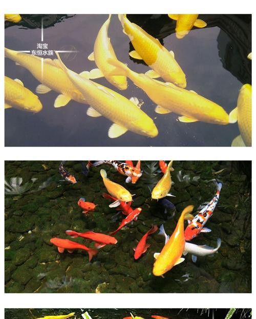 如何找到高清的龍鳳魚圖片？ 如何找到高清的龍鳳魚圖片？ 龍魚百科 第49張