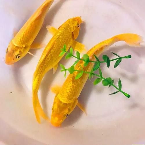 如何找到高清的龍鳳魚圖片？ 如何找到高清的龍鳳魚圖片？ 龍魚百科 第47張