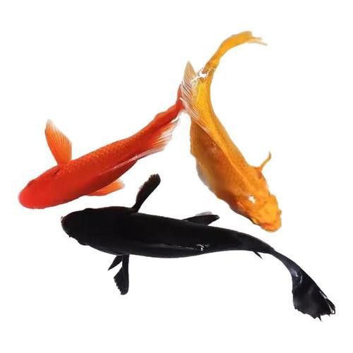如何找到高清的龍鳳魚圖片？ 如何找到高清的龍鳳魚圖片？ 龍魚百科 第46張