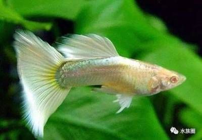 熱帶魚龍魚水溫多少合適：熱帶魚和龍魚水溫多少合適，熱帶魚水溫多少合適