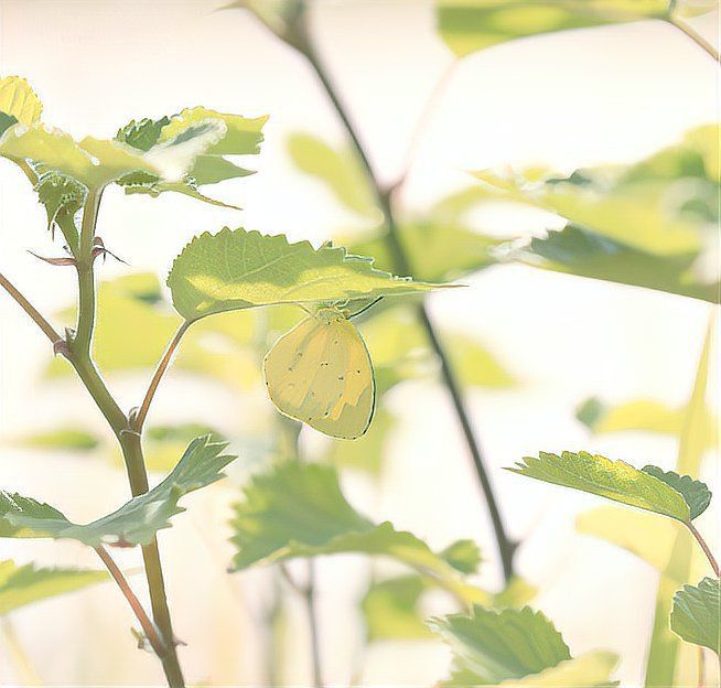 寬邊黃粉蝶