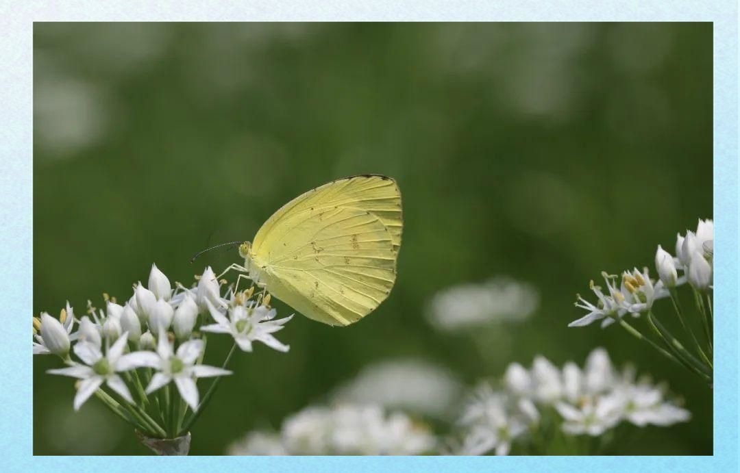 寬邊黃粉蝶