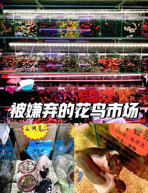 廣州花鳥市場批發龍魚在哪里買便宜