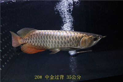 祥龍魚場品牌產品介紹怎么寫：祥龍魚場是一家專注于熱帶觀賞魚養殖的企業祥龍魚場