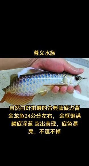 養金龍魚用什么顏色燈比較好