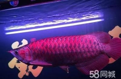 北京龍魚價格（北京龍魚價格受多種因素影響）