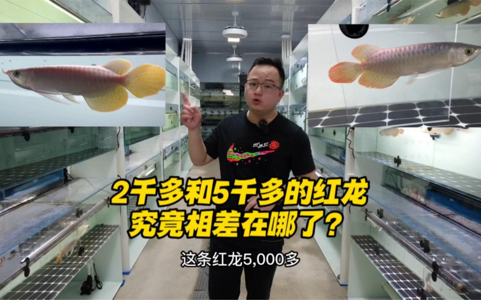 紅龍魚的價格大概是多少？