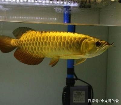 龍魚珠鱗什么時候全亮：龍魚珠鱗什么時候全亮龍魚珠鱗什么時候全亮