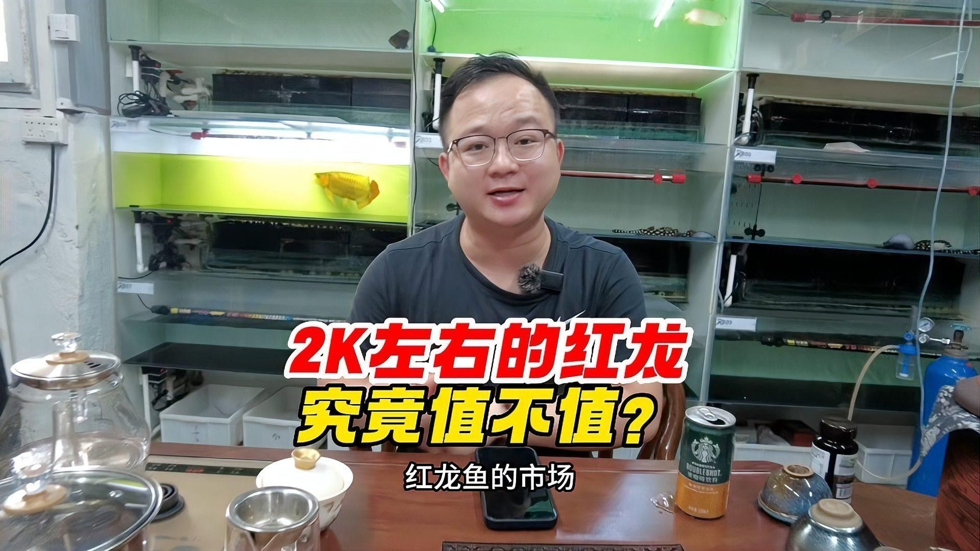 紅龍魚的價格大概是多少？