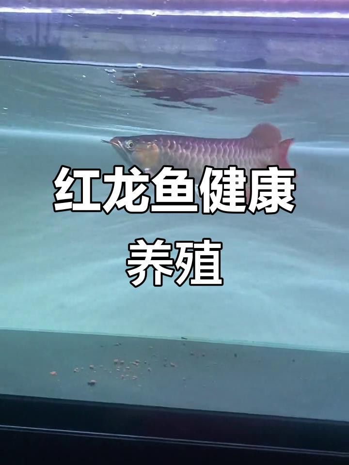 紅龍魚需要每天喂食嗎？