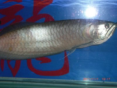 大銀龍魚價(jià)格多少錢一條（2019銀龍魚價(jià)格多少錢一條）