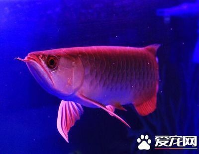 剛買的龍魚跳缸意味著什么：龍魚跳缸意味著什么龍魚跳缸意味著什么意味著什么