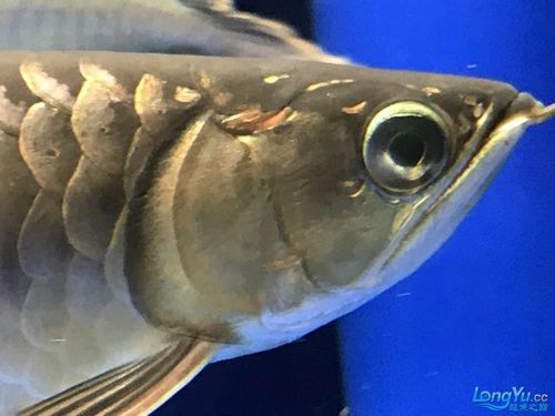 龍魚眼睛有白色絮狀物圖片是什么情況 龍魚眼睛有白色絮狀物圖片是什么情況 龍魚百科 第16張