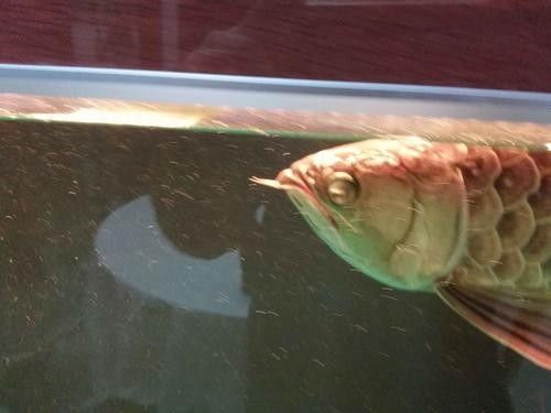 龍魚眼睛有白色絮狀物圖片是什么情況 龍魚眼睛有白色絮狀物圖片是什么情況 龍魚百科 第17張