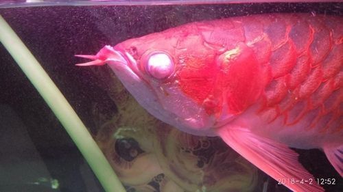 龍魚眼睛有白色絮狀物圖片是什么情況 龍魚眼睛有白色絮狀物圖片是什么情況 龍魚百科 第20張