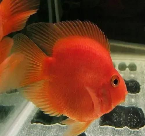 迷你鸚鵡魚常見病及癥狀