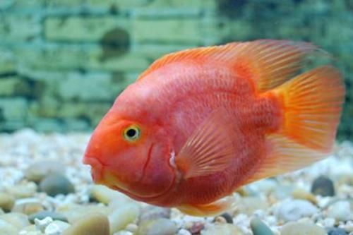 迷你鸚鵡魚常見病及癥狀