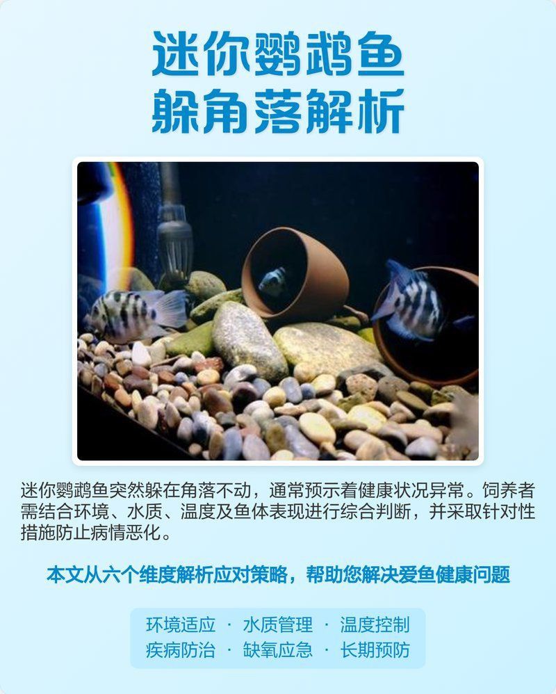 迷你鸚鵡魚常見病及癥狀