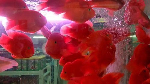 迷你鸚鵡魚常見病及癥狀