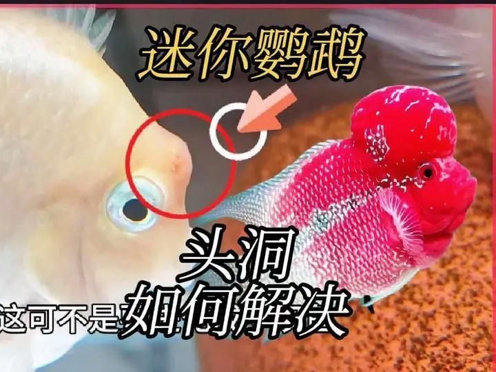 迷你鸚鵡魚常見病及癥狀